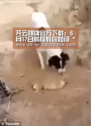 开云棋牌官网